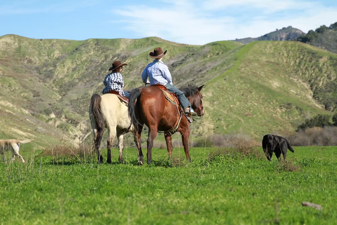 Two horseback riders with dogs crossing the ranch hills